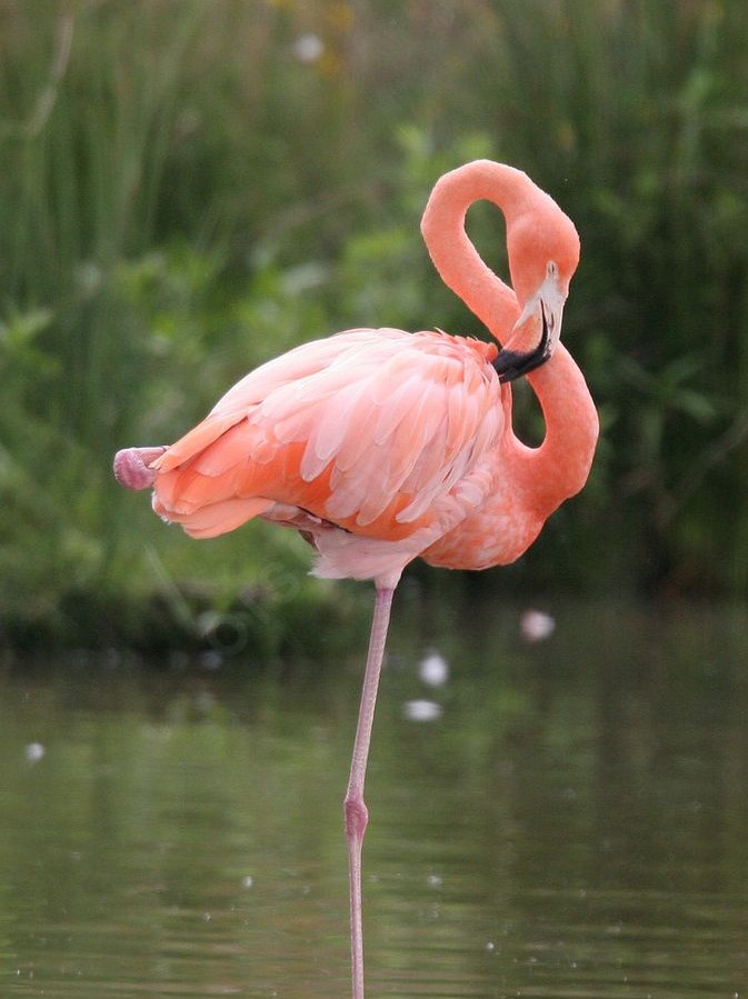 D026088d31553eb4f678e6d176eca590--flamants-roses-pink-flamingos